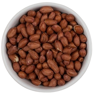 مغز ها